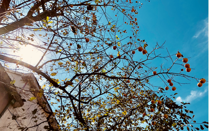 131665640797258221.png image.png